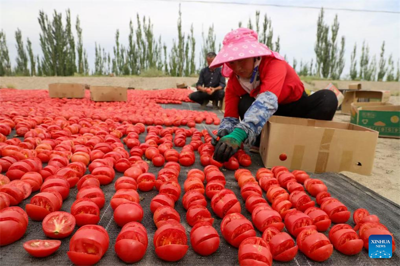 Η συγκομιδ? ντομ?τα? αποφ?ρει καρπο?? στο Ξιντζι?νγκ