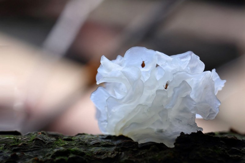 Η Κινεζικ? σοφ?α μετατρ?πει τα ?βακτ?ρια? σε χρυσ?