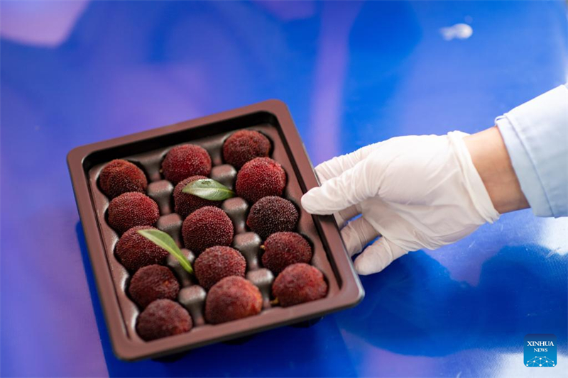 Μ?λο? του προσωπικο? δε?χνει τα κηρ?δη μο?ρα Ντονγκου?ι να συσκευ?ζονται σε μια β?ση καλλι?ργεια? στην κομητε?α Γουεντσ?νγκ (Wencheng) τη? επαρχ?α? Τζετζι?νγκ, στι? 22 Ιουν?ου του 2025. (Φωτογραφ?α / Xinhua)