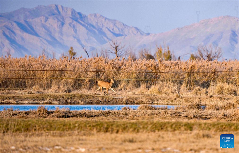 Η φωτογραφ?α που τραβ?χτηκε στι? 4 Νοεμβρ?ου του 2025, δε?χνει ελ?φια Μιλο? στο Φυσικ? Καταφ?γιο Υγροτ?πων του Ταμιευτ?ρα Τσινγκτονγκσι?, στην Αυτ?νομη Περιοχ? των Χου?ι τη? επαρχ?α? Νινγκσι?. (Φωτογραφ?α / Xinhua)
