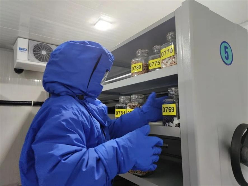 Μ?λο? του προσωπικο? του Εθνικο? Κ?ντρου Γενετικ?ν Π?ρων ?γριων Φυτ?ν του Βοτανικο? Κ?που Τσενσ?ν τοποθετε? σπ?ρου? σε ψυχρ? αποθ?κευση. (Φωτογραφ?ε?: Βοτανικ?? Κ?πο? Τσενσ?ν τη? Σαγκ?η?)